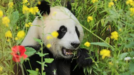 Panda in a flower field wallpaper