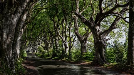 Tree lined road wallpaper