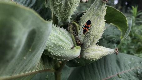 Bug on fruits wallpaper