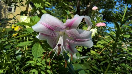 Elegant Lily in Blooming Garden Scene wallpaper