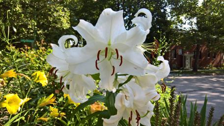 White Lily flowers in Spring wallpaper