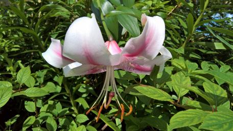 Lily flower in Chicago wallpaper