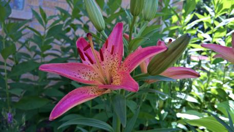 Pink Lily wallpaper