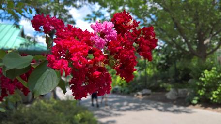 Red and Pink Flowers wallpaper