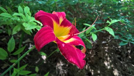 Red Lily wallpaper