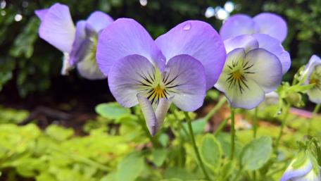 Violet Perennials wallpaper