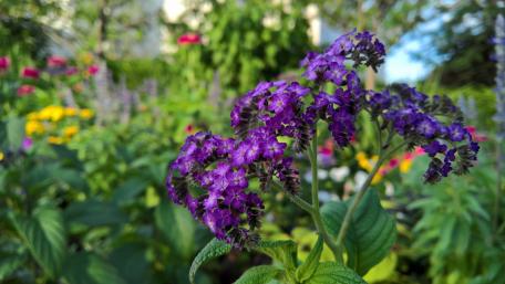 Violet Herbaceous Plant wallpaper