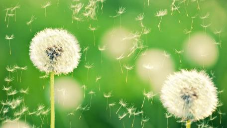 Dandelion Seeds in the Breeze wallpaper