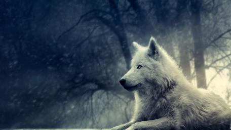 White wolf wallpaper