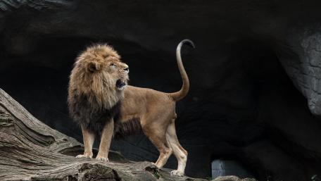 Majestic Lion in Natural Habitat wallpaper