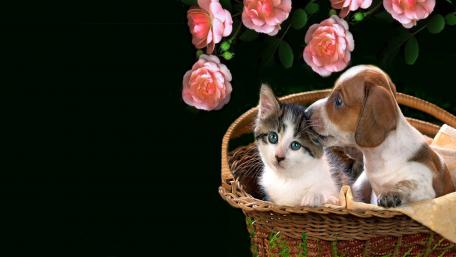 Puppy and Kitten in Harmony wallpaper