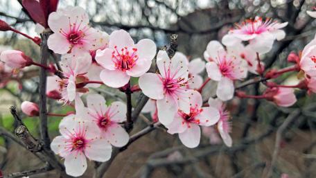 Pink Cherry Blossom wallpaper