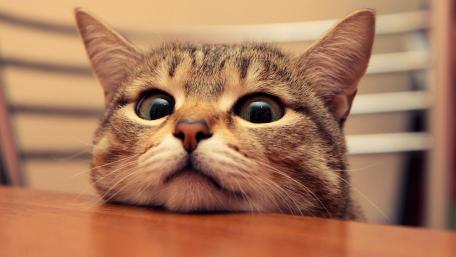 Hungry cat wallpaper