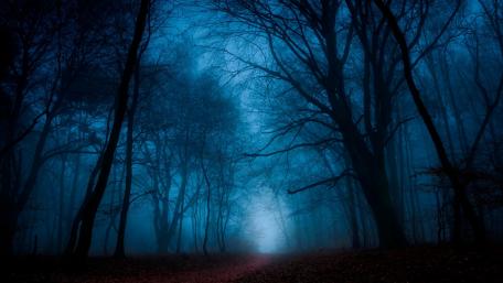 Twilight in the Enchanted Forest wallpaper