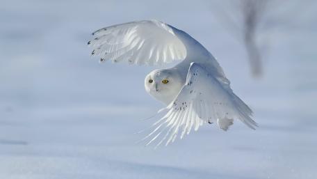 Snowy Owl wallpaper