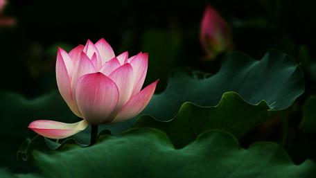 Elegance of the Sacred Lotus wallpaper