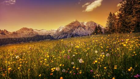 Wild flowers in the mountainside wallpaper