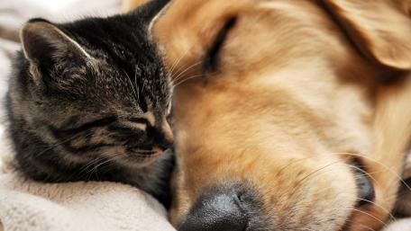 Purrs and Woofs of Friendship wallpaper