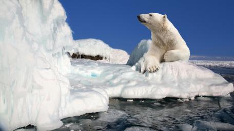 Polar bear wallpaper