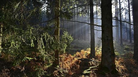Serene Sunlight in the Enchanted Forest wallpaper