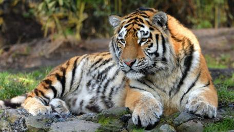 Majestic Tiger in Serene Wilderness wallpaper