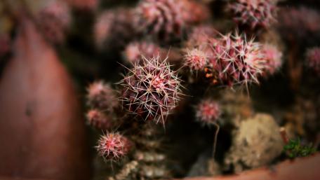 Golden barrel cactus wallpaper