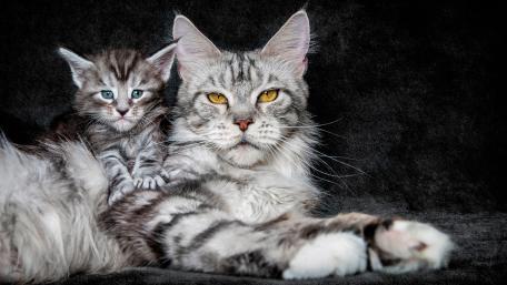 Majestic Maine Coon and Kitten wallpaper