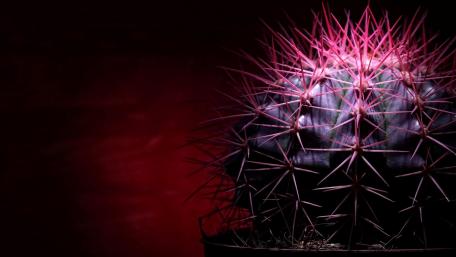 Spiky Beauty in Darkness wallpaper