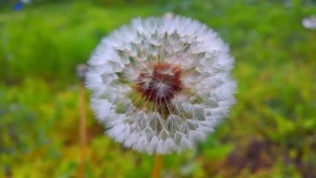 Dandelion close up wallpaper