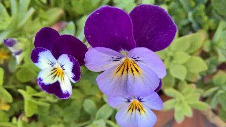 Vibrant Purple Pansies in Bloom wallpaper