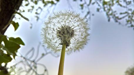 Delicate Dandelion Under Soft Sky Light wallpaper