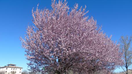 Blossoming Cherry Tree Against Clear Blue Sky wallpaper