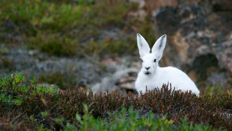 Elegant Arctic Hare in Natural Habitat wallpaper