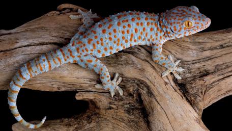 Tokay gecko wallpaper