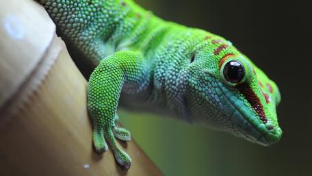 Vibrant Green Lizard Macro Shot wallpaper