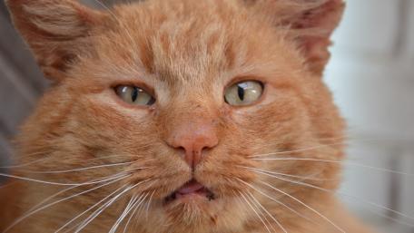 Charming Ginger Cat Close-Up Wallpaper wallpaper