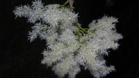 Delicate White Flower Branch in Focus wallpaper