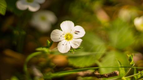 Flower and mosquito wallpaper