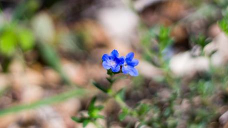 flower wallpaper
