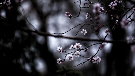 Blossoms in Dark Serenity wallpaper