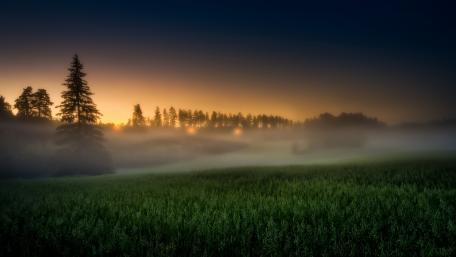 Misty Dawn in a Serene Meadow wallpaper