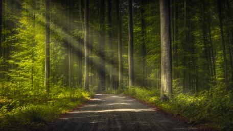 Thick forest wallpaper