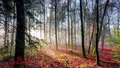 Autumn Serenity in the Forest wallpaper