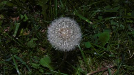 Dandelion wallpaper