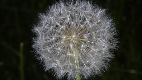 Delicate Dandelion in Stunning Detail wallpaper