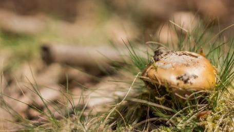 Golden Mushroom Among Lush Green Grass wallpaper