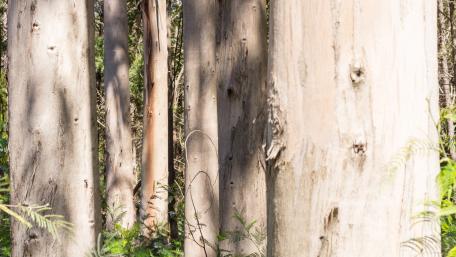 Eucalyptus trees wallpaper