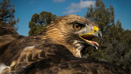 Flying Eagle Portrait wallpaper