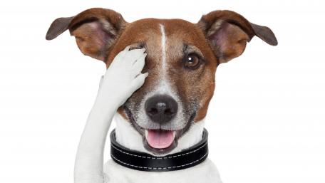 Peek-a-Boo Pup wallpaper