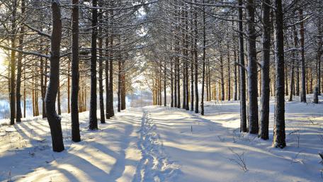 Winter forest wallpaper